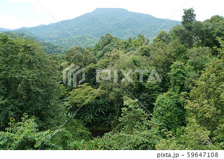 View from Queen Sirikit Botanic Garden, Chiang Mai 59647108