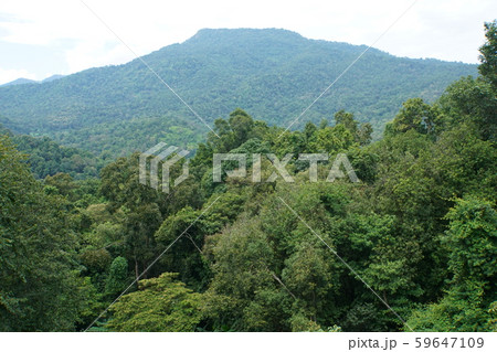 View from Canopy Walks in Chiang Mai, Thailand 59647109