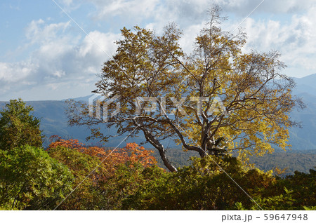 銀泉台の紅葉(北海道・上川町・大雪山系) 銀泉台の紅葉(北海道・上川町・大雪山系) 59647948
