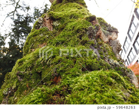 Tree trunk covered with green moss from below. Tree trunk covered with green moss from below. 59648263