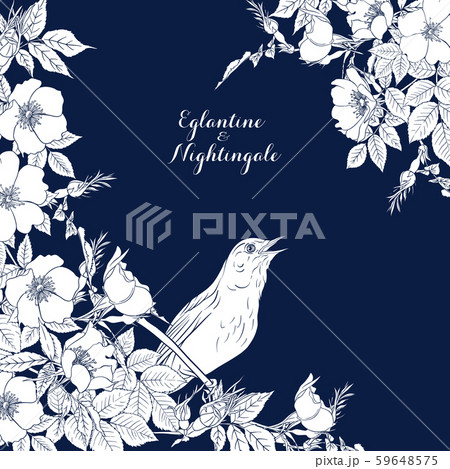 Dog-rose, briar and nightingale Dog-rose, briar and nightingale 59648575