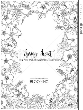 Dog-rose, briar, eglantine, canker-rose  59648598