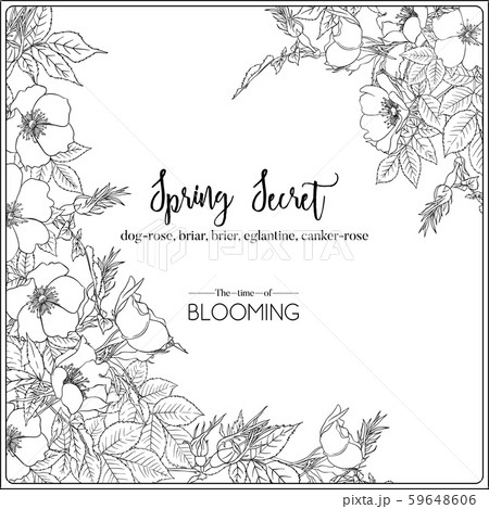 Dog-rose, briar, eglantine, canker-rose Dog-rose, briar, eglantine, canker-rose 59648606