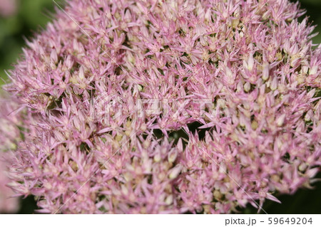 オオベンケイソウ オオベンケイソウ 59649204