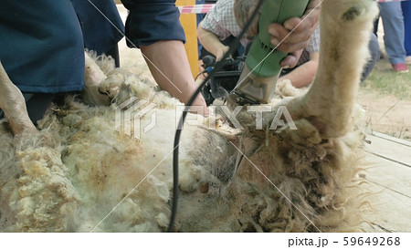 Men shearer shearing sheep at agricultural show in competition. Electric professional sheep manual Men shearer shearing sheep at agricultural show in competition. Electric professional sheep manual 59649268