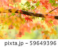 紅葉　もみじ 59649396