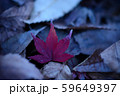 紅葉 59649397