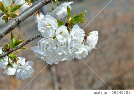 白妙 シロタエ と推定されるサクラの樹の枝に咲いた白い花をアップで撮影した写真の写真素材