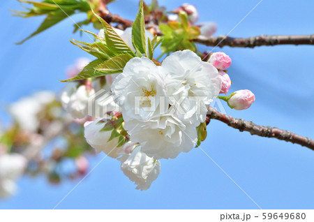 白妙 シロタエ と推定されるサクラの樹の枝に咲いた白い花をアップで撮影した写真の写真素材