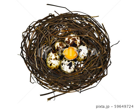 quail eggs in a nest on a white background 59649724