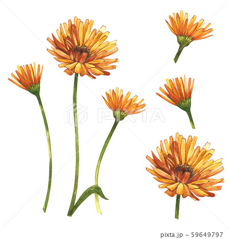 Calendula or daisy flower.Watercolor botanical illustration. Good for cosmetics, medicine, treating 59649797