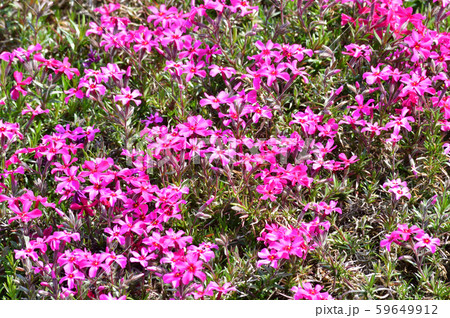 地面を覆いつくすように密生する芝桜の花と葉をアップで撮影した写真 59649912