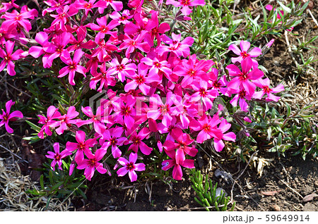 地面を覆いつくすように密生する芝桜の花と葉をアップで撮影した写真 59649914
