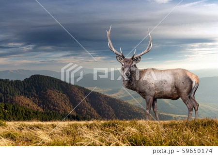 Deer on mountain background in summer time 59650174