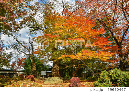 高島城　多門跡のもみじと高島城のキハダ 59650447