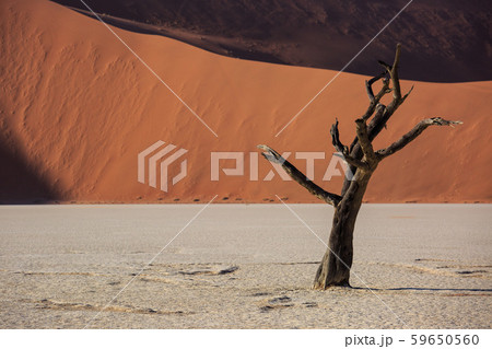Silhouettes of dry hundred years old trees in the desert among red sand dunes. Unusual surreal alien 59650560