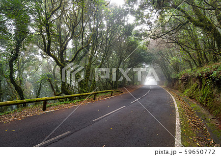 Empty road surrounded by green mossy trees, Tenerife, Anaga 59650772