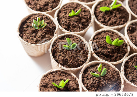 Seedlings growing in fiber pots made of ecologic biodegradable material. View from top. 59653678