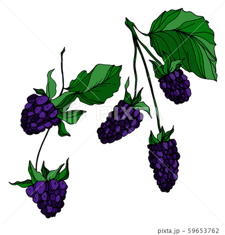 Vector Blackberry healthy food. Black and white engraved ink art. Isolated berry illustration 59653762