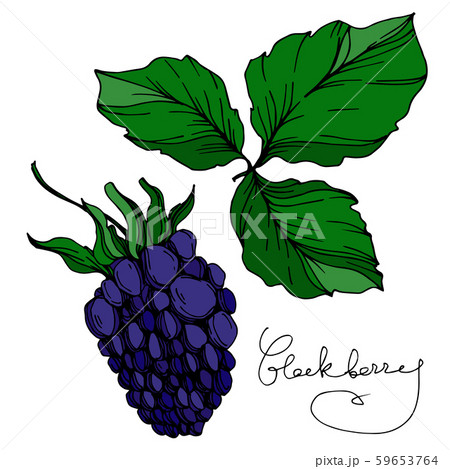 Vector Blackberry healthy food. Black and white engraved ink art. Isolated berry illustration 59653764