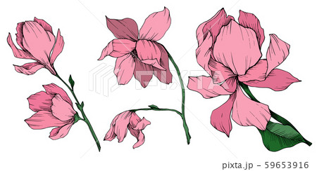 Vector Magnolia floral botanical flowers. Black and white engraved ink art. Isolated magnolia Vector Magnolia floral botanical flowers. Black and white engraved ink art. Isolated magnolia 59653916