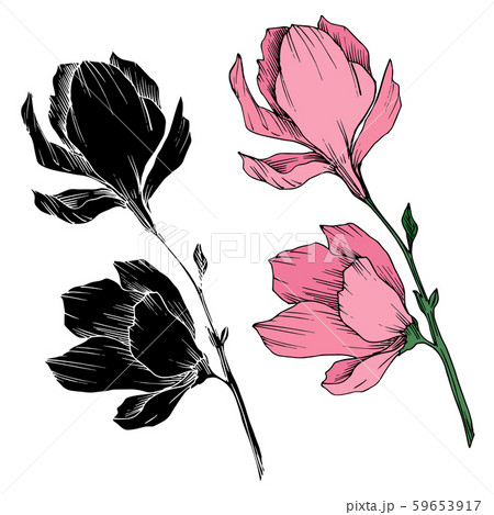 Vector Magnolia floral botanical flowers. Black and white engraved ink art. Isolated magnolia Vector Magnolia floral botanical flowers. Black and white engraved ink art. Isolated magnolia 59653917