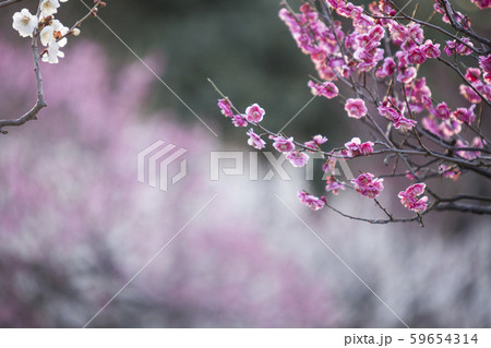 白梅紅梅-3-白梅と紅梅と裸木でまとめた早春風景 59654314