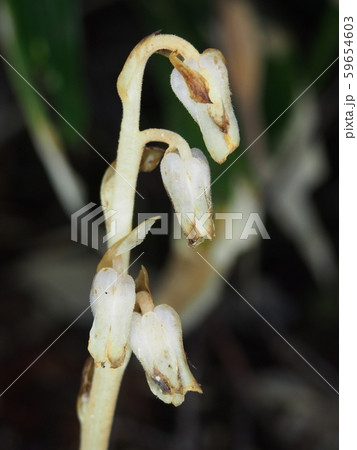 シャクジョウソウ 59654603