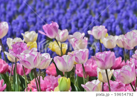 美しいチューリップの花 美しいチューリップの花 59654792
