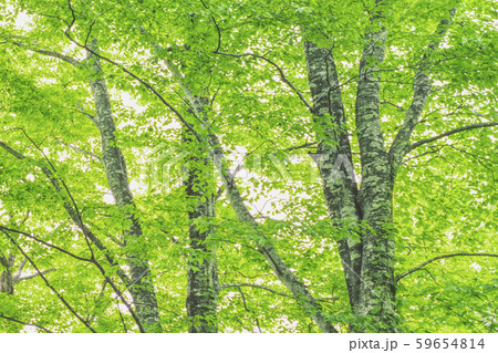 新緑のブナ林 59654814