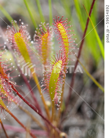 ナガバノモウセンゴケ 59654892