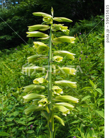 オオウバユリ オオウバユリ 59655635