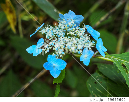 エゾアジサイ 59655692