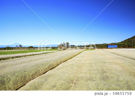 大根畑(秋) 大根畑(秋) 59655759