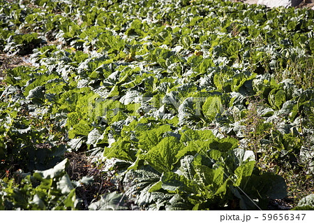 風景 背景 植物 59656347