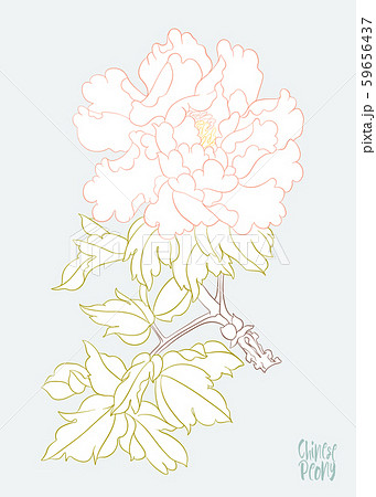 Peony tree branch with flowers 59656437