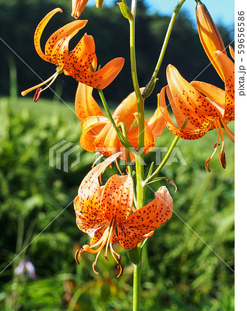 コオニユリ コオニユリ 59656586