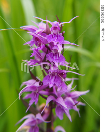 ハクサンチドリ 59656809