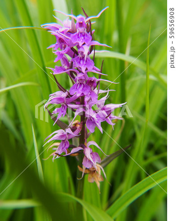 ハクサンチドリ 59656908