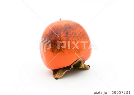 柿(品種:蜂屋):Persimmon (cv. Hachiya) 柿(品種:蜂屋):Persimmon (cv. Hachiya) 59657231