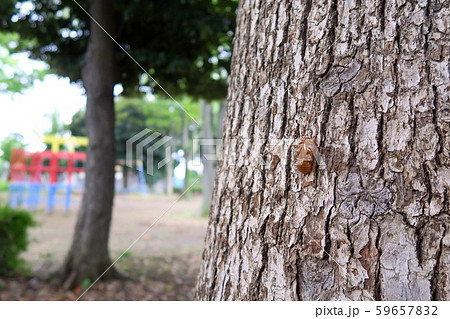 セミの抜け殻のある夏の公園風景 59657832