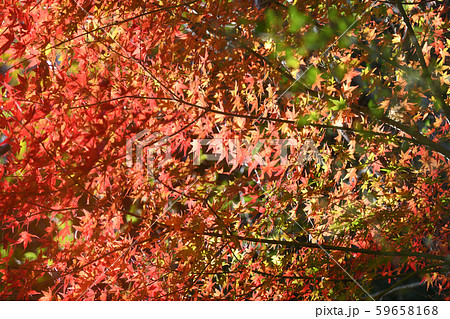 四万十川源流域の紅葉 四万十川源流域の紅葉 59658168