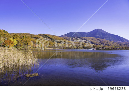 （長野県）蓼科・女神湖　湖畔の紅葉 59658228