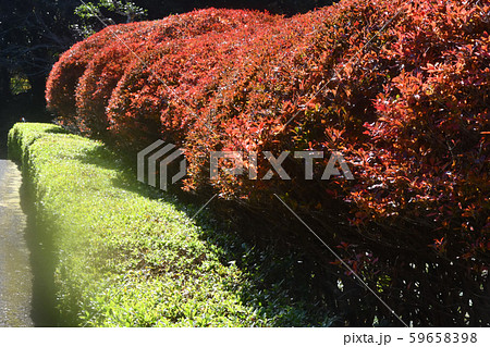 ドウダンツツジの紅葉 ドウダンツツジの紅葉 59658398
