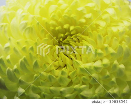 キク　Florists’ daisy  59658545