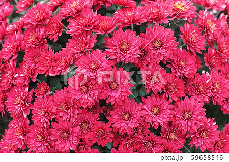 キク　Florists’ daisy  59658546