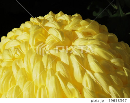 キク　Florists’ daisy  59658547