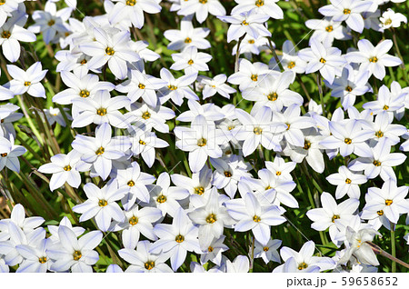 ハナニラと推定される植物の多数の白い花をハイアングルで撮影した写真 ハナニラと推定される植物の多数の白い花をハイアングルで撮影した写真 59658652