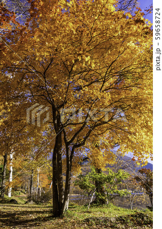 (長野県)蓼科・女神湖 湖畔遊歩道の紅葉 (長野県)蓼科・女神湖 湖畔遊歩道の紅葉 59658724