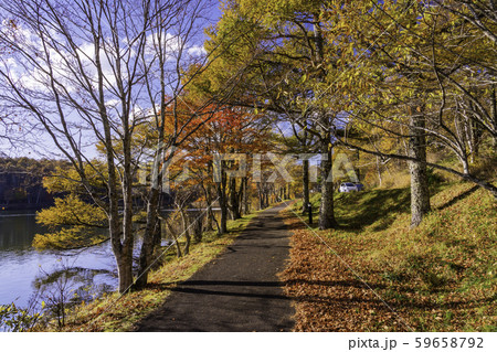 長野県 蓼科 女神湖 湖畔の散歩道 紅葉の写真素材